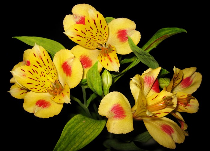 Yellow Alstroemeria flowers with red spots