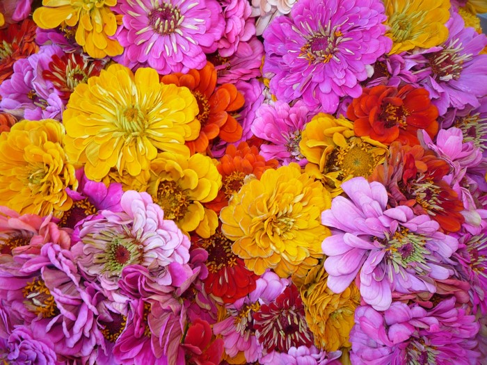 A colorful bouquet of Zinnia flowers