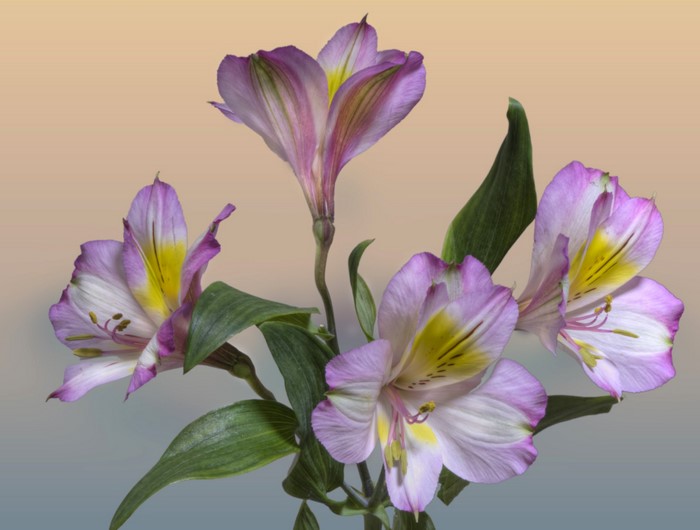 Close-up of Alstroemeria flowers