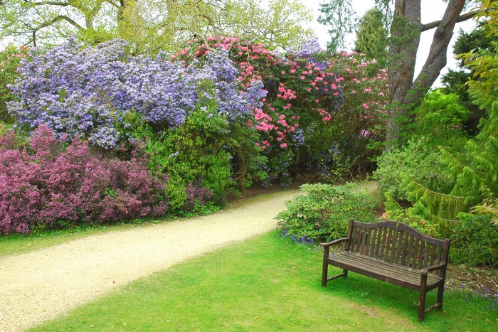 Garden path with blooming rhododendrons and a wooden bench