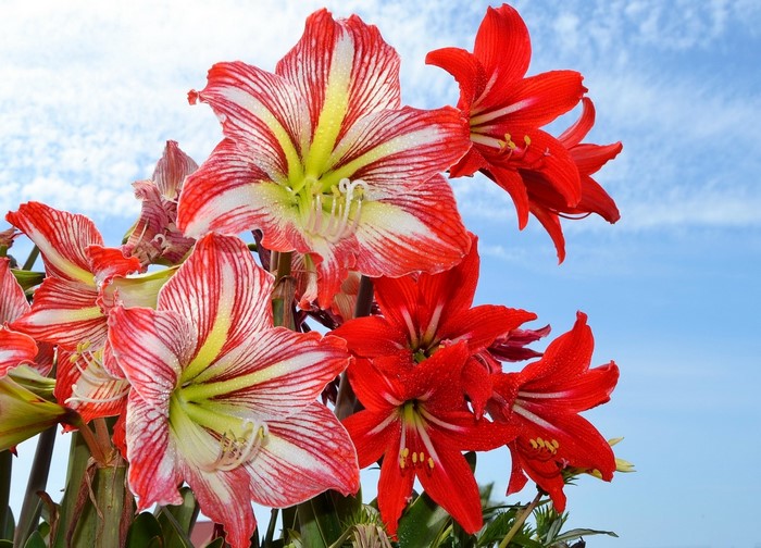 Red and white Amaryllis flowers against a blue sky