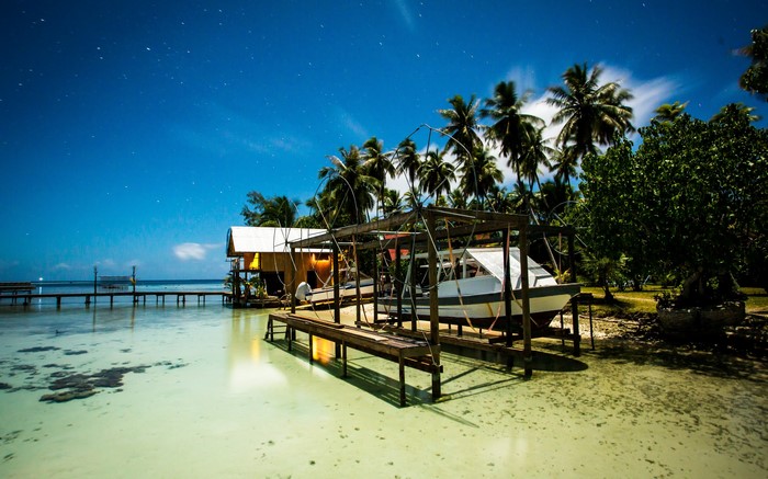 Boats on a dock under palm trees at night