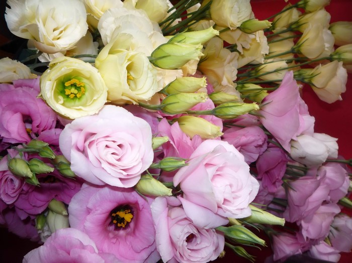 Pink and yellow Eustoma flowers