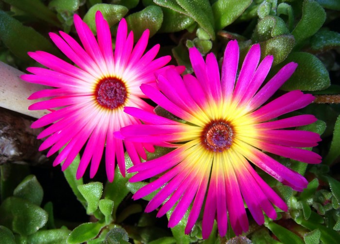 Two pink and yellow Mesembryanthemum flowers