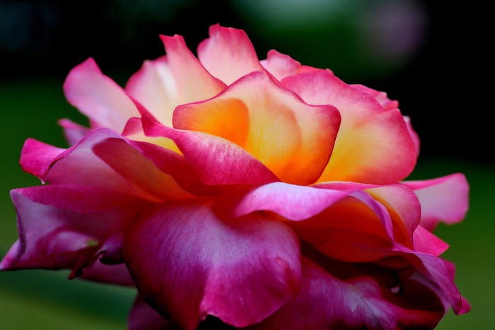 Close-up of a pink and yellow rose