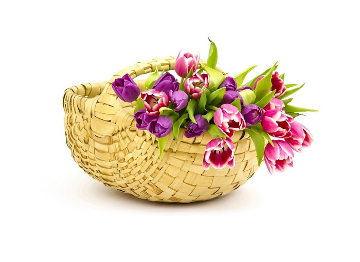 Wicker basket filled with pink and purple tulips