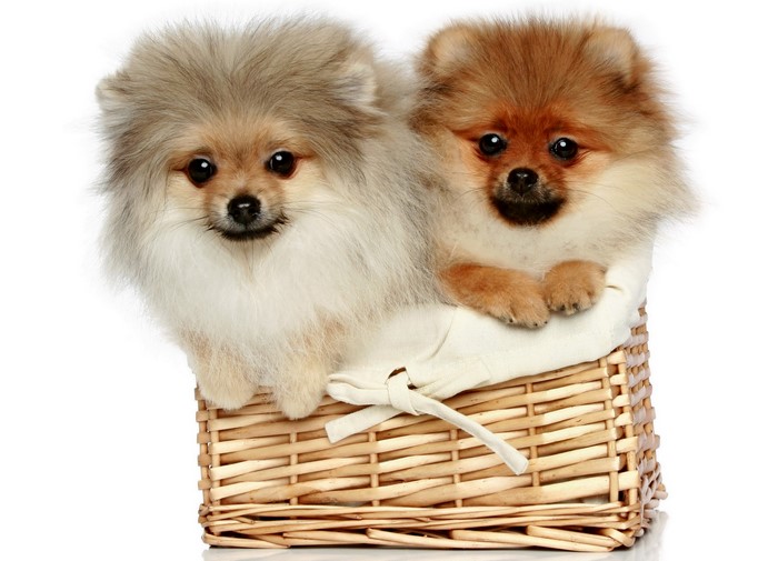 Two Pomeranian puppies in a wicker basket