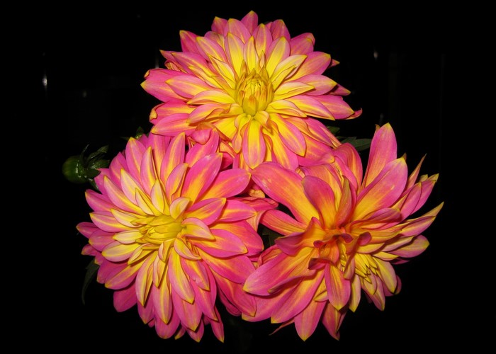 Pink and yellow dahlias against a black background