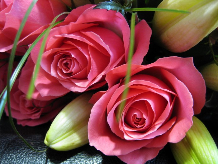Pink Roses and Lily Buds Closeup