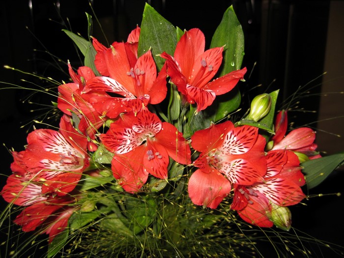 Red Alstroemeria flowers in a bouquet