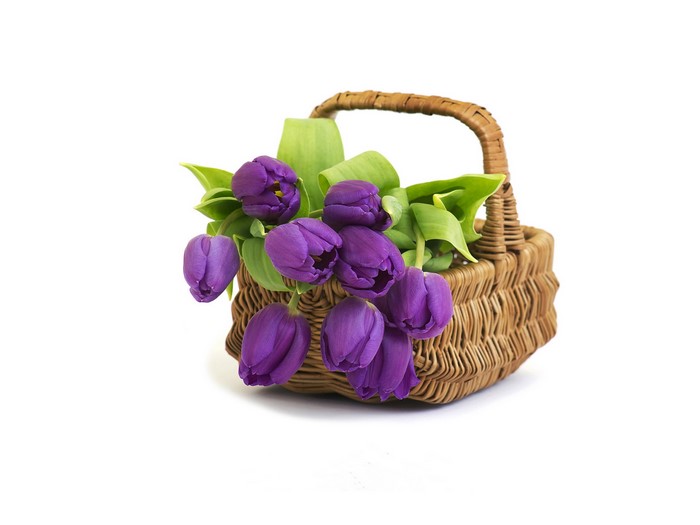 Purple tulips in a wicker basket