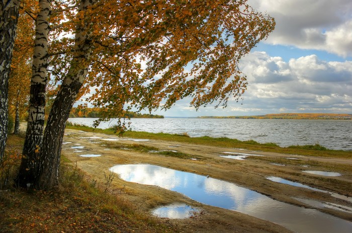 Autumn scene by the river in Russia with birch trees and puddles
