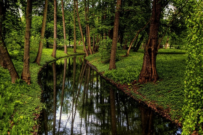 A winding stream flows through a dense forest in Poland