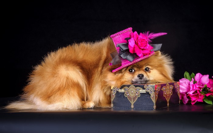 Pomeranian dog wearing a pink hat with flowers