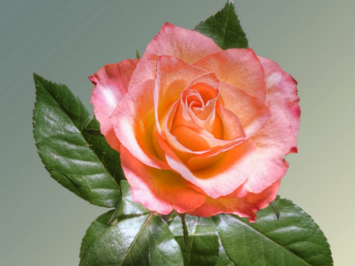 Close-up of a pink and orange rose with green leaves