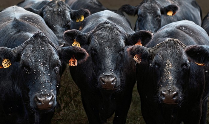 Herd of black cows with ear tags
