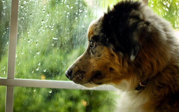 Australian Shepherd dog looking out a rainy window