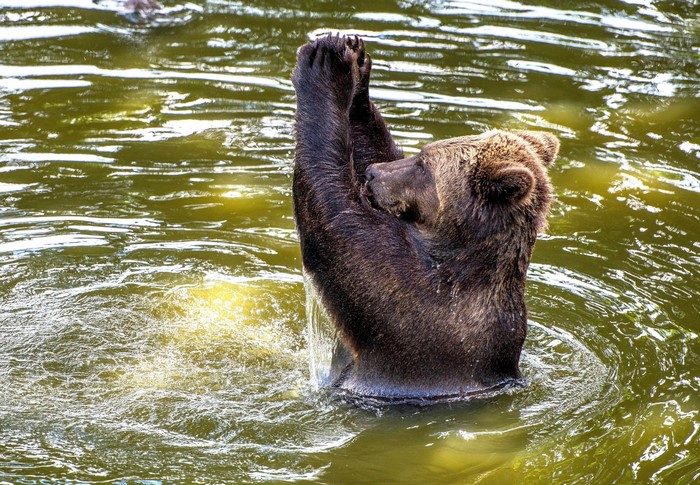 Brown bear standing in murky water with paws raised