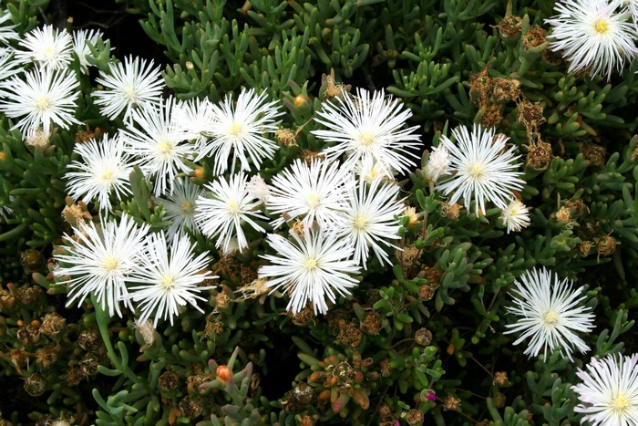 White Mesembryanthemum flowers on succulent plant