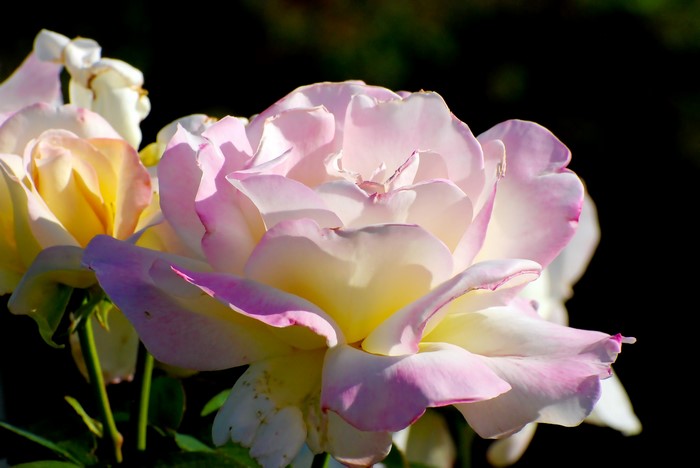 Close-up of pink and yellow roses