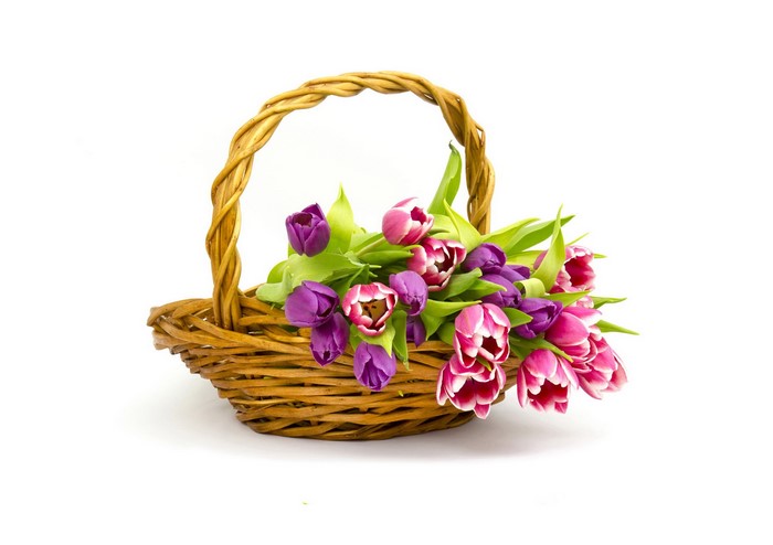 Wicker basket filled with purple and pink tulips