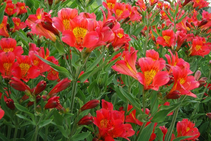 Red Alstroemeria flowers in bloom