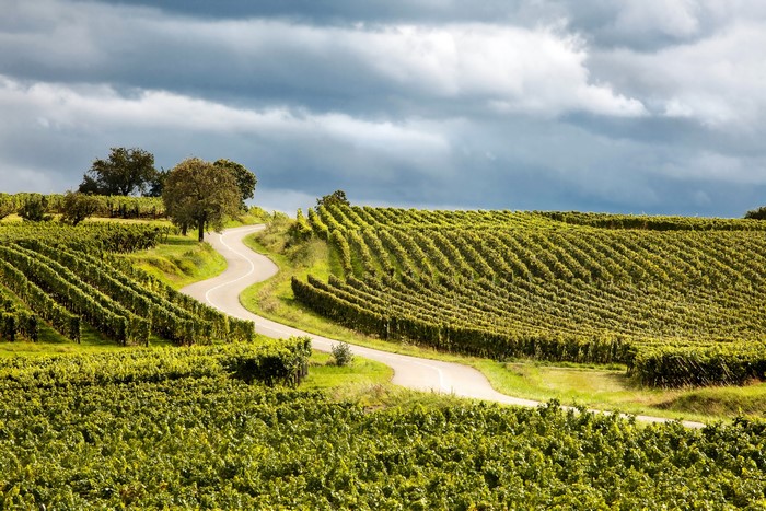 Winding road through a vineyard under a cloudy sky