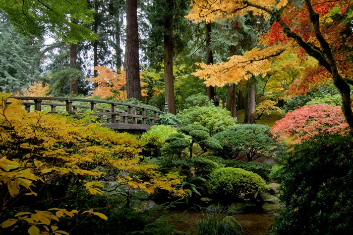 Japanese Garden Bridge in Autumn