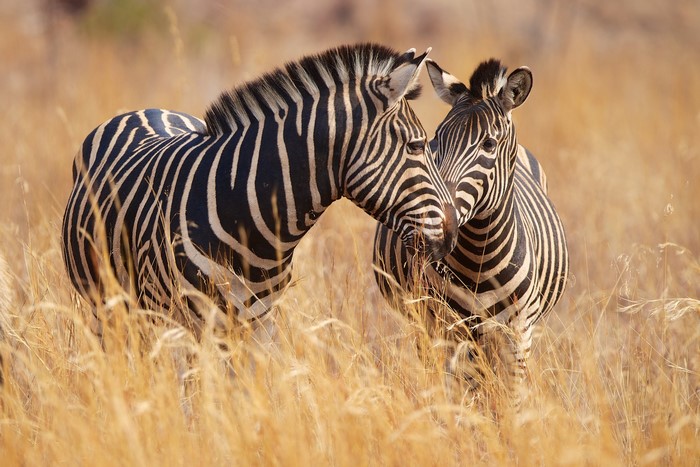 Two zebras in tall dry grass