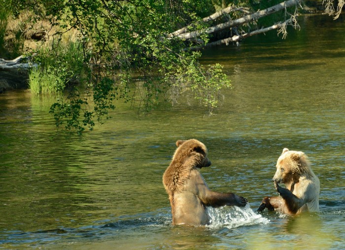 Two Brown Bears in a River