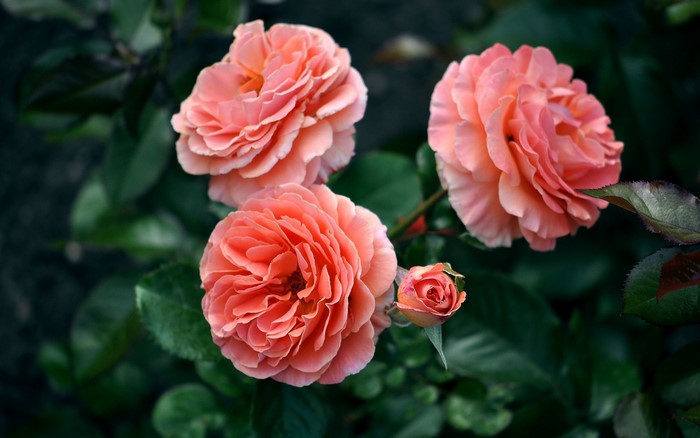 Three blooming coral roses and one bud