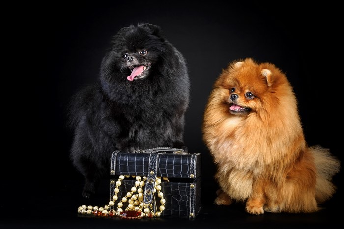 Two Pomeranian dogs with a jewelry box