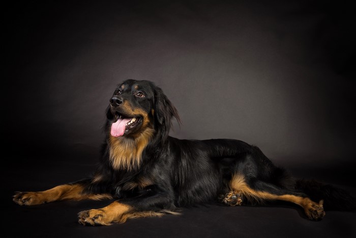 Black and tan Hovawart dog lying down