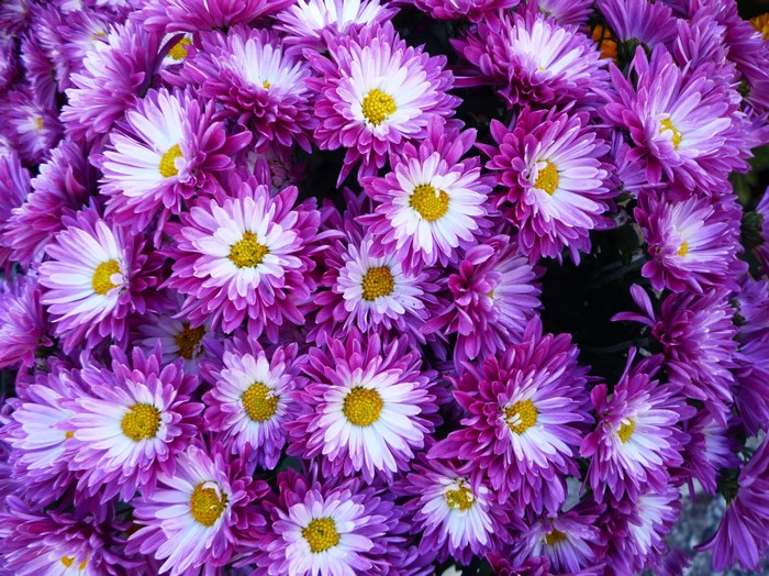 Many violet chrysanthemums