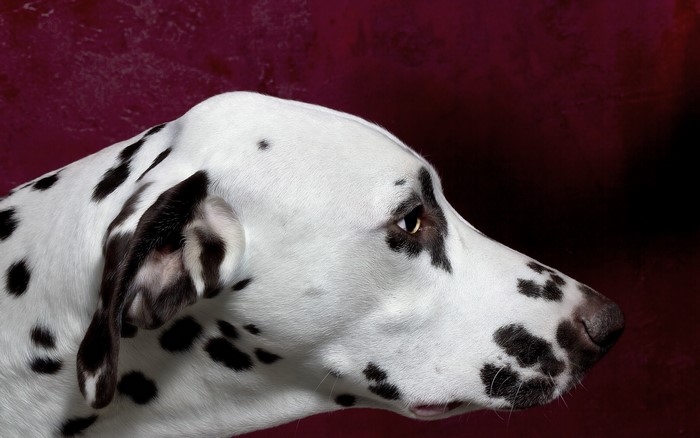 Dalmatian dog's head in profile