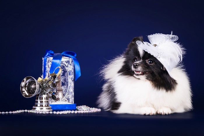 Dog wearing a hat with Christmas decorations