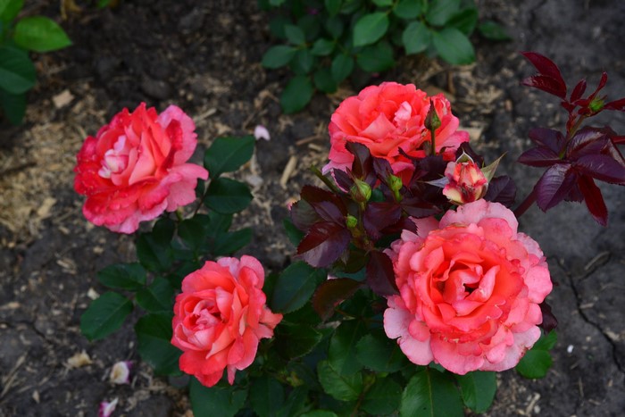 Pink and red roses blooming in soil