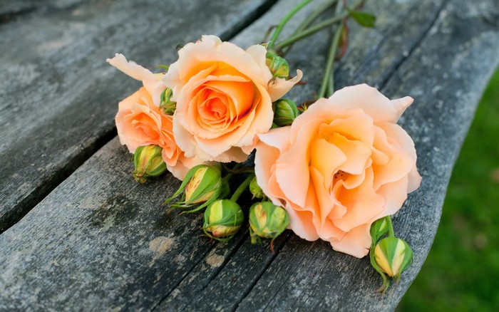 Orange roses and buds on a wooden surface