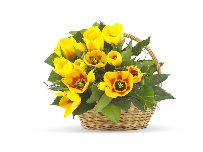 Yellow tulips in a wicker basket