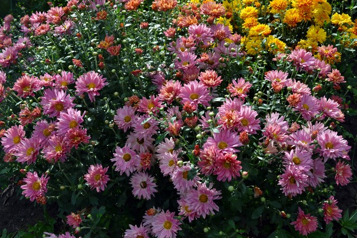 Pink and yellow chrysanthemums in a garden