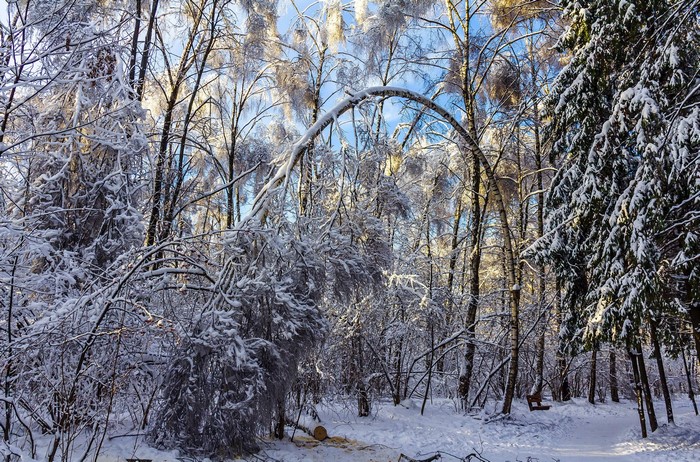 Snowy forest with bent trees and evergreen