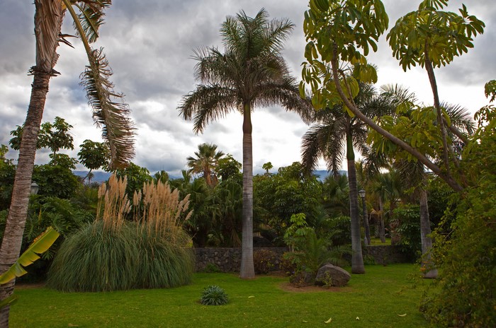 Palm trees and pampas grass in a park