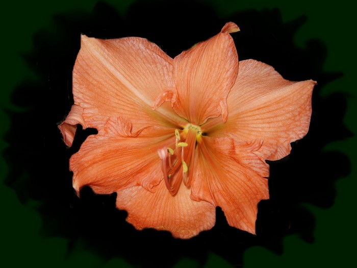 Orange Amaryllis flower closeup