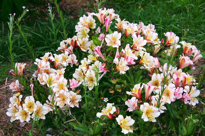 Many Alstroemeria flowers in a garden