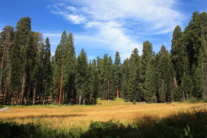 Sequoia National Park, California Forest with Golden Grass