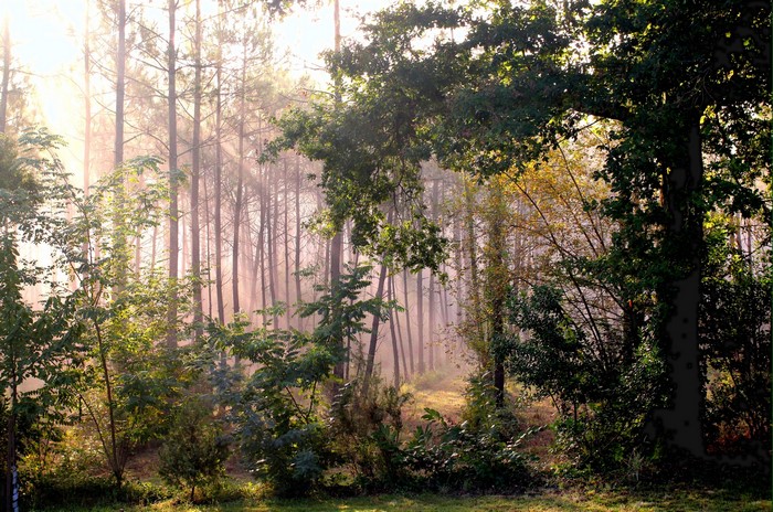Forest with sun rays in Morillon, France