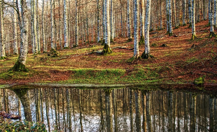 Forest with a pond in autumn