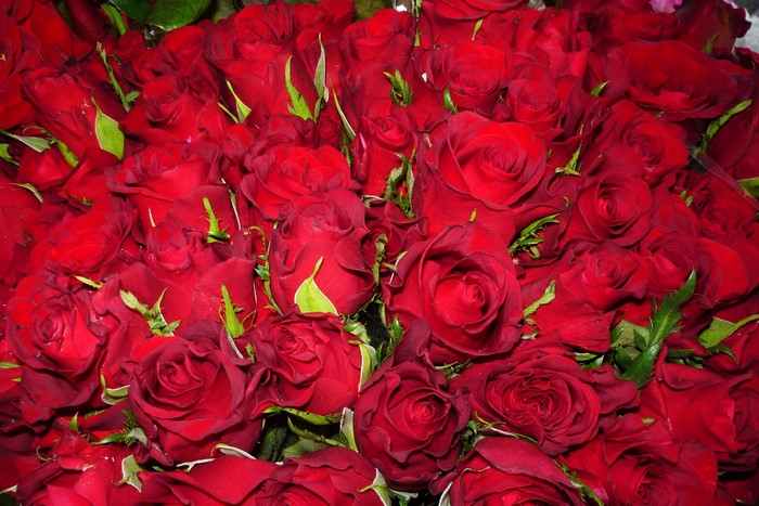 A large bouquet of red roses