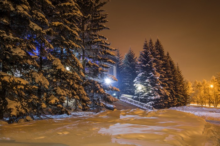 Snow-covered spruce trees at night with street lights