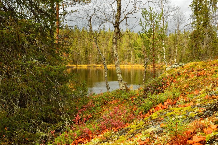 Autumn forest landscape with a lake in Finland